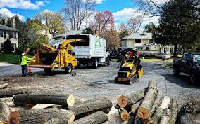 Best Tree Risk Assessment  in Drexel Hill, PA