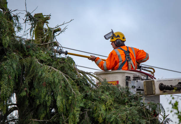 How Our Tree Care Process Works  in  Drexel Hill, PA