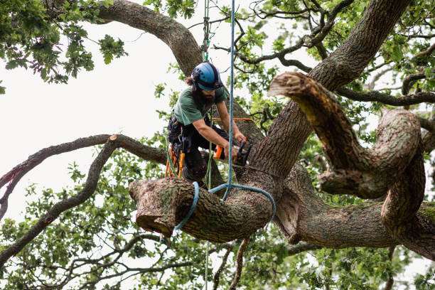 Best Stump Grinding and Removal  in Drexel Hill, PA