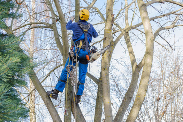  Drexel Hill, PA Tree Removal Services Pros