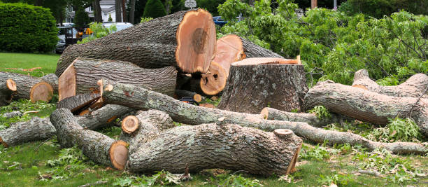 Best Tree Preservation Services  in Drexel Hill, PA