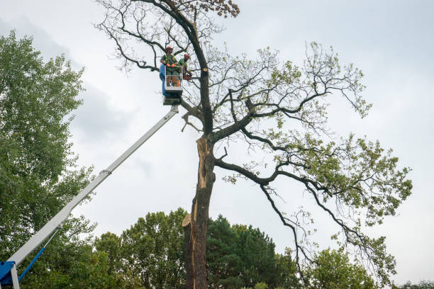 Best Leaf Removal  in Drexel Hill, PA