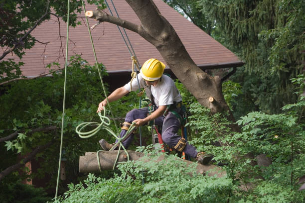 Best Commercial Tree Services  in Drexel Hill, PA