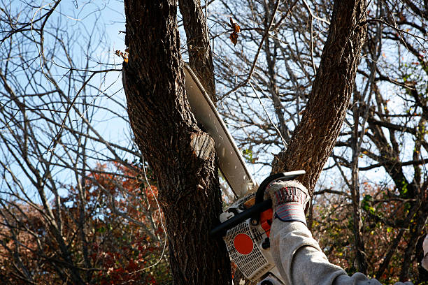 Best Emergency Tree Removal  in Drexel Hill, PA