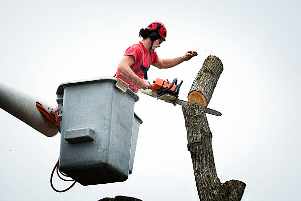 Best Tree Disease Treatment  in Drexel Hill, PA