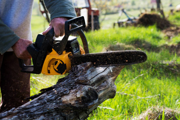 Best Tree Maintenance Programs  in Drexel Hill, PA