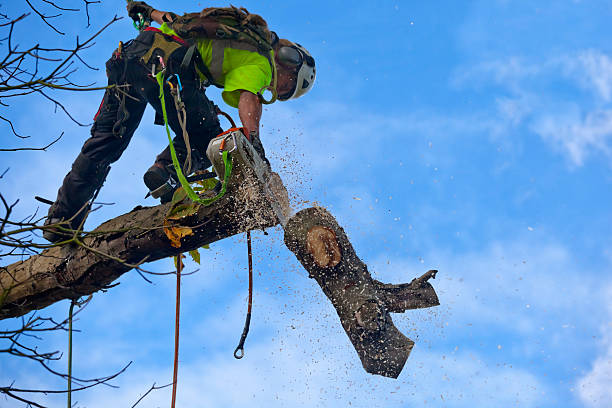 Best Tree Trimming and Pruning  in Drexel Hill, PA